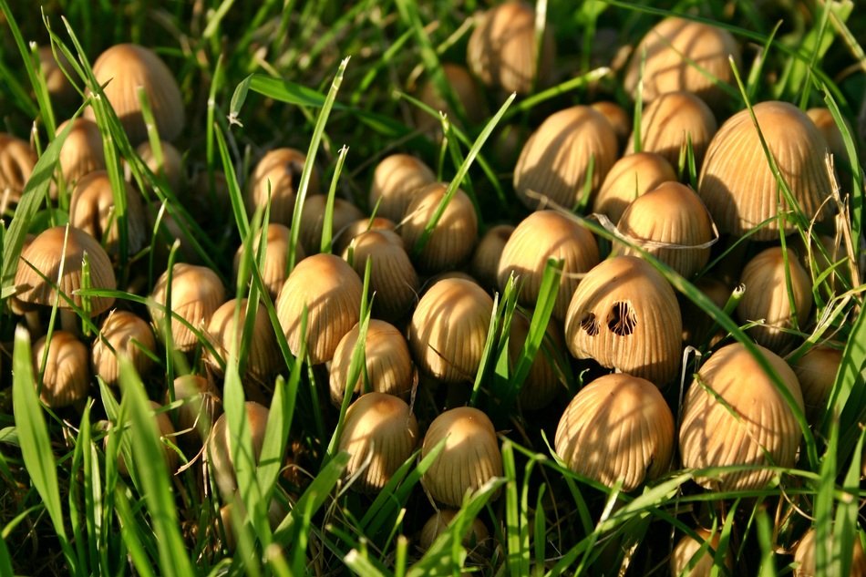 group of mushrooms in the green grass