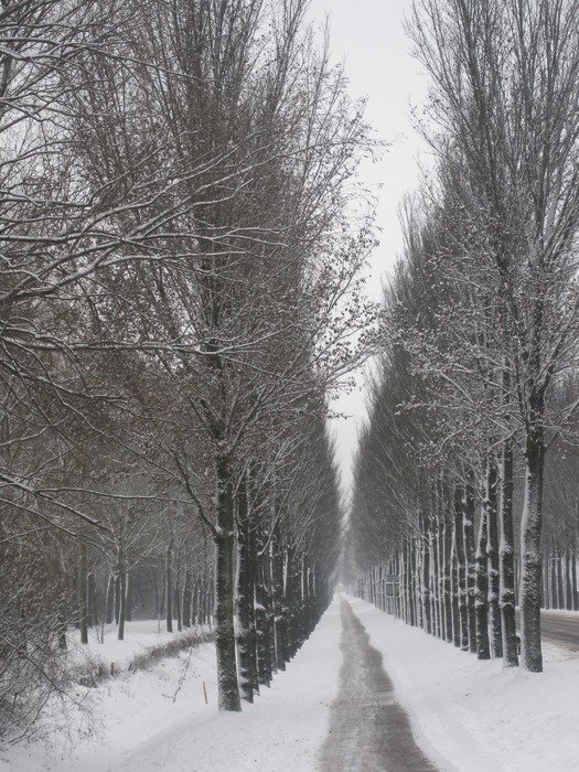 panorama of a winter alley in the Netherlands