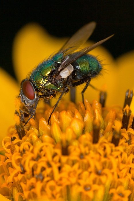 fly on the fower in macro