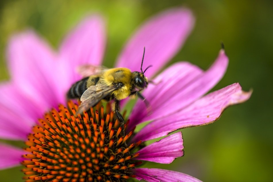 Closeup Picture of flower and bee