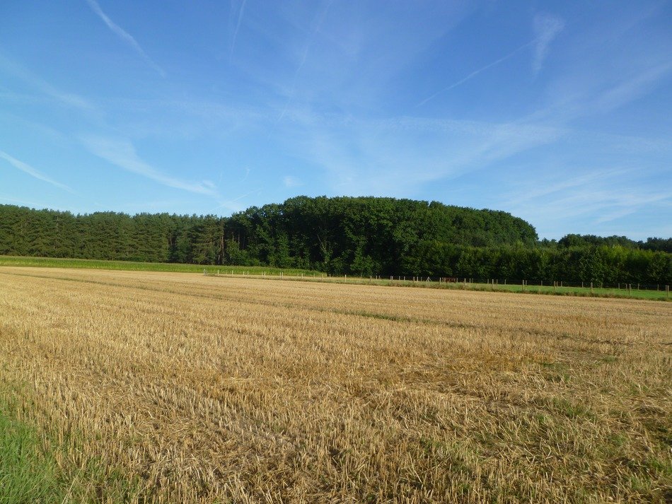 nice weather on the yellow field