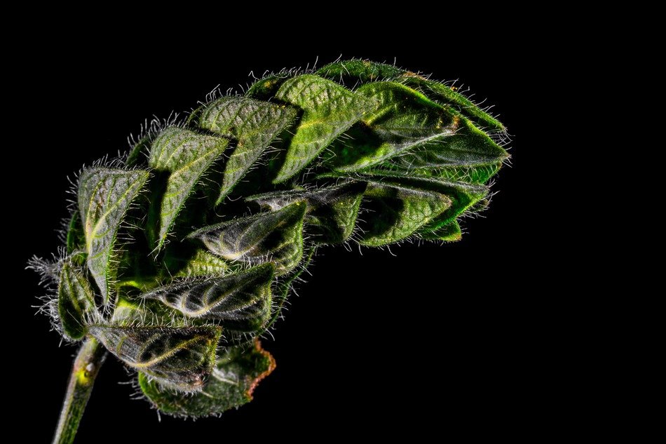 photo of dark green weed