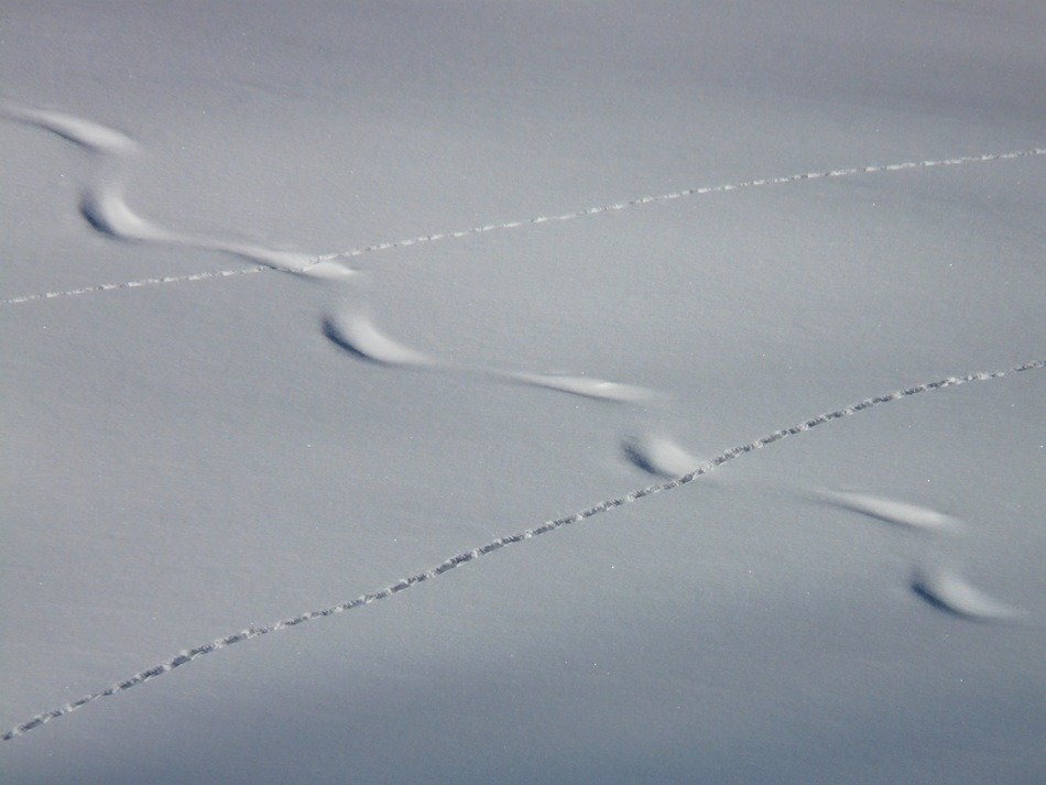 footprints in deep snow close-up