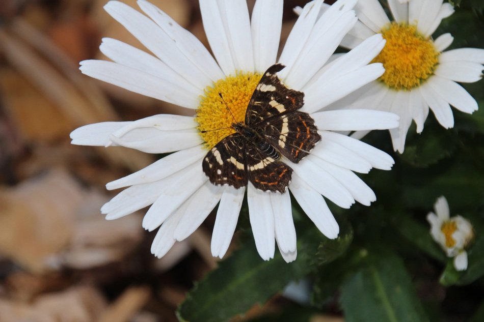 flower with a beautiful butterfly