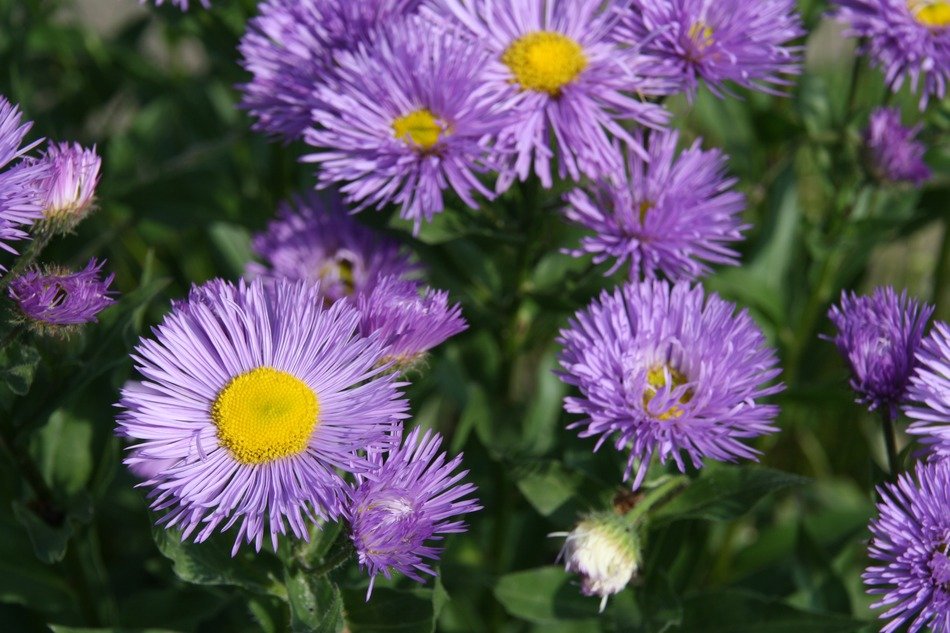Purple colorful flora in garden