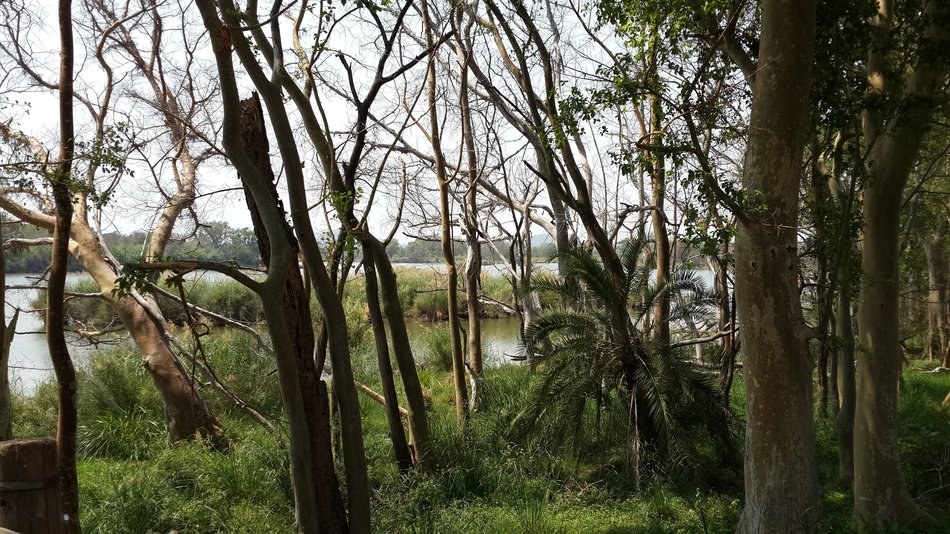 damaged forest at water among the plants, South Aafrica