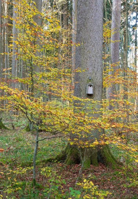 nest on a tree in the autumn forest