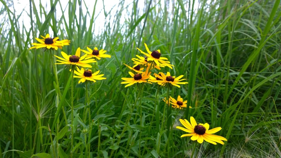 bright wildflowers with black heart