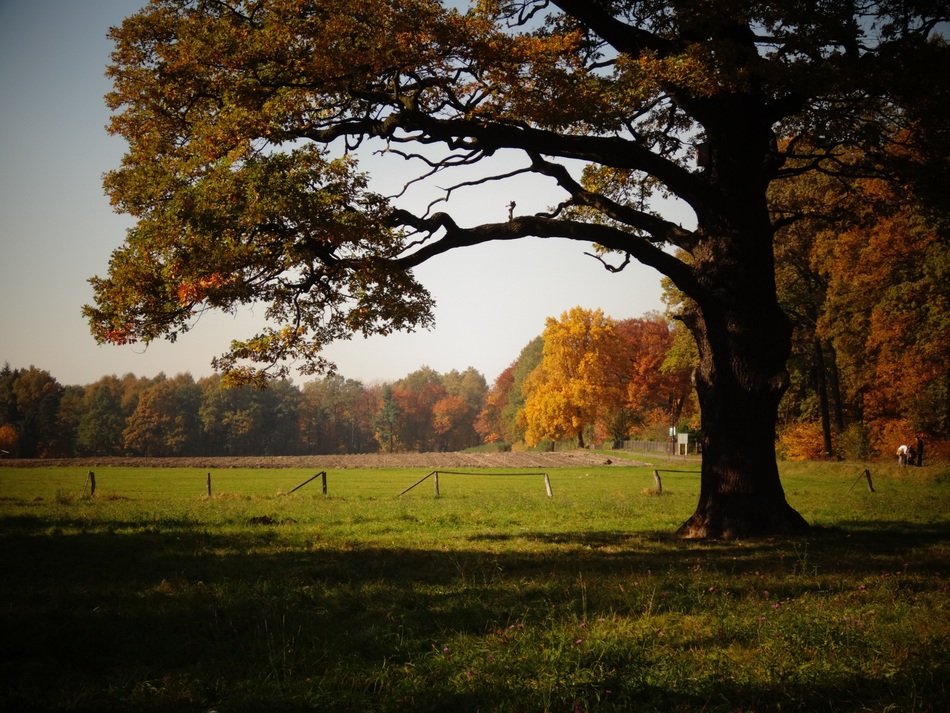 tree in the park in autumn