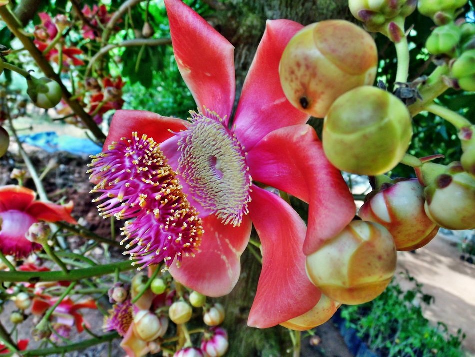 cannonball tree in a garden