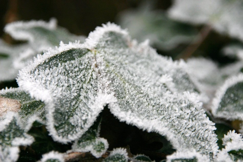 autumn leaves in hoar frost