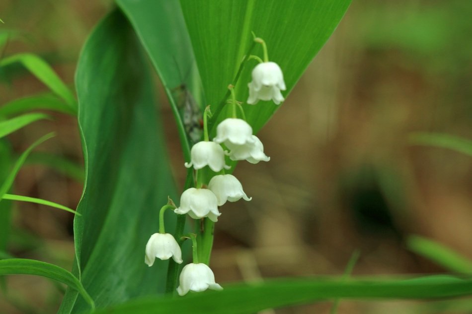 terrific lily bell