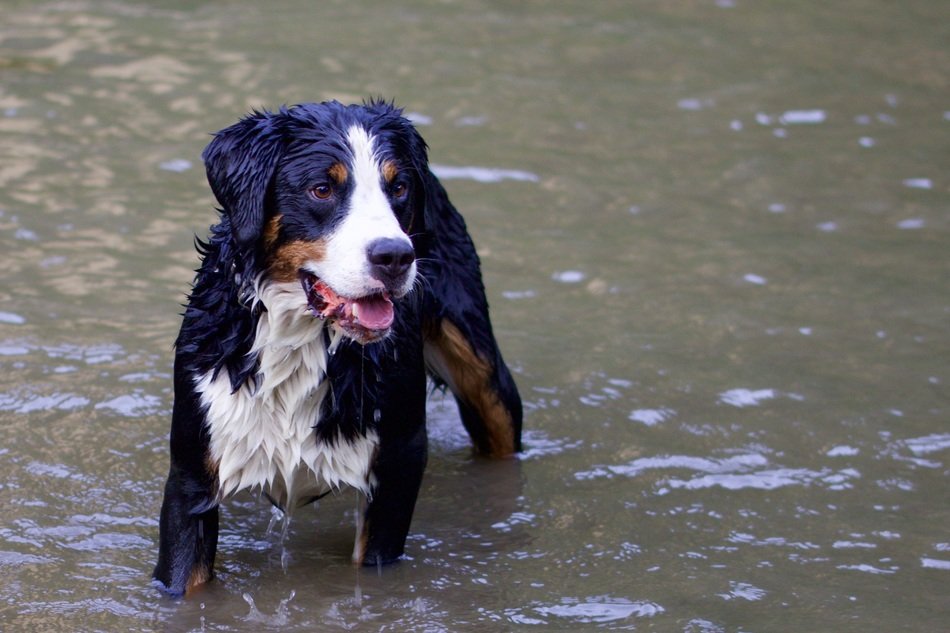 bernese dog in the water