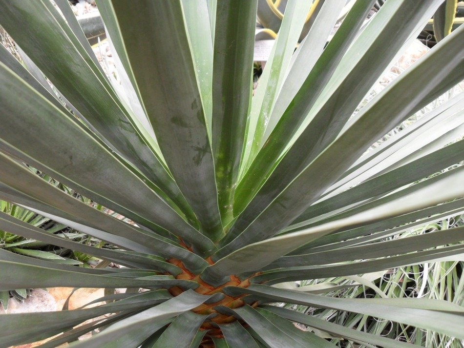long thin cactus