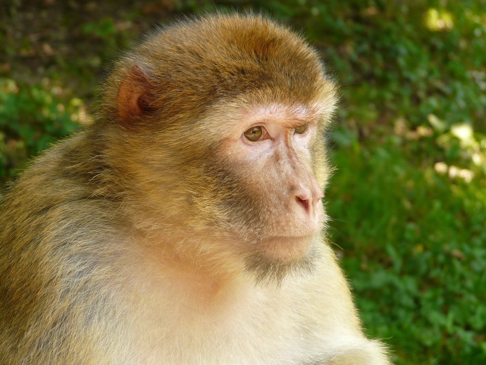 Barbary ape closeup