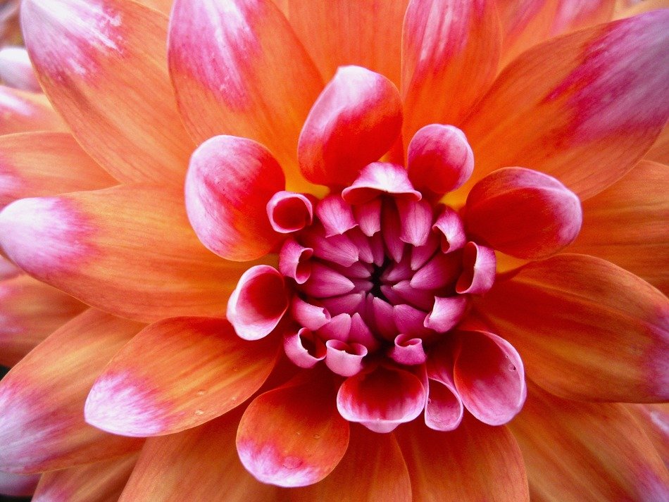lush flower with two-color petals