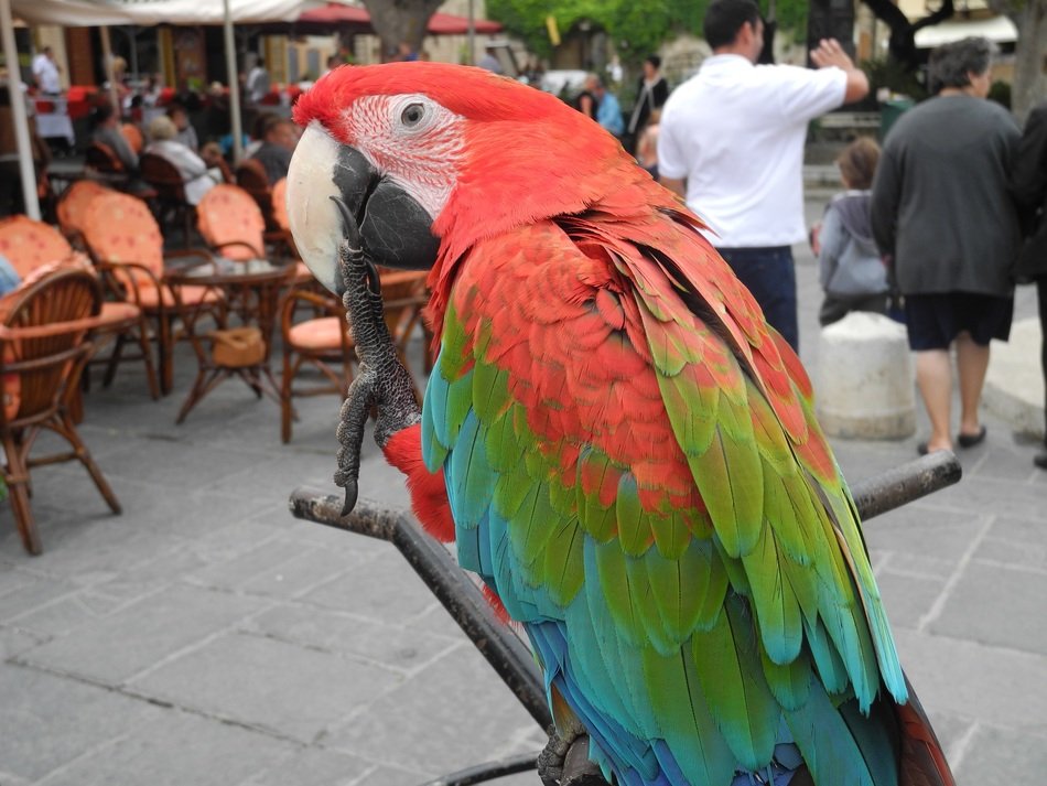 beautiful parrot bird