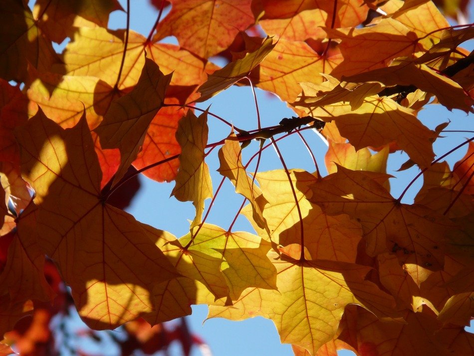 view of the blue sky through the autumn leaves