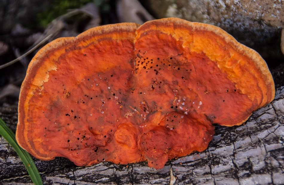 red tree mushroom