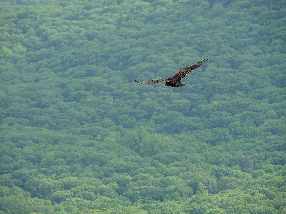 Big bird in flight