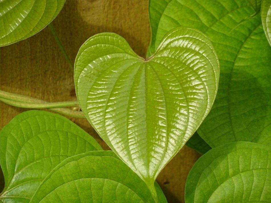 green leaf in form of heart