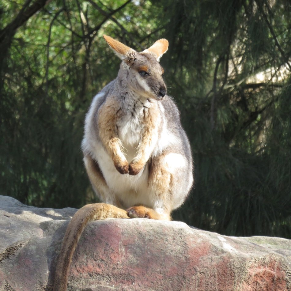extraordinarily beautiful kangaroo