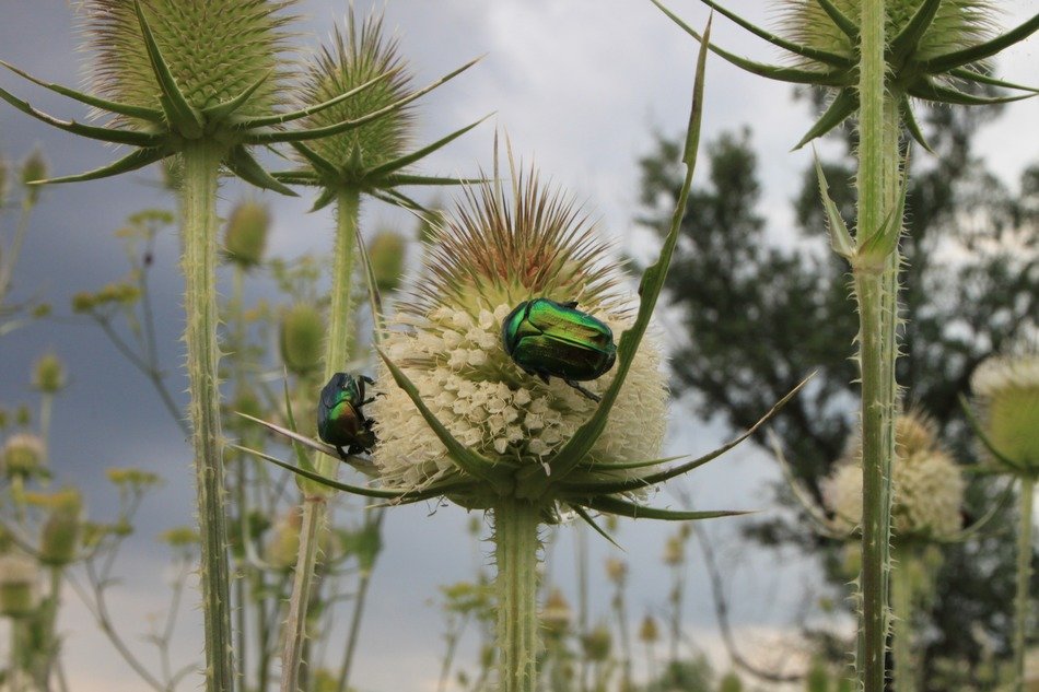 a bug on the cutleaf