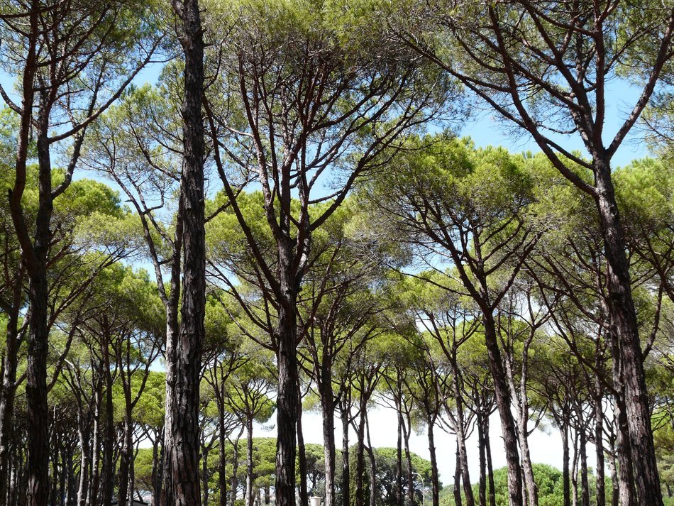 the tops of the pine forest