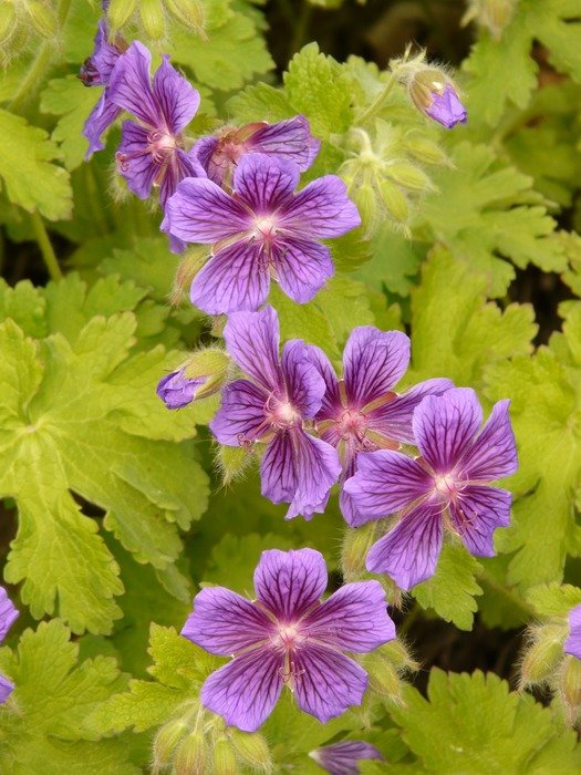 purple geranium flowers among the light green leaves