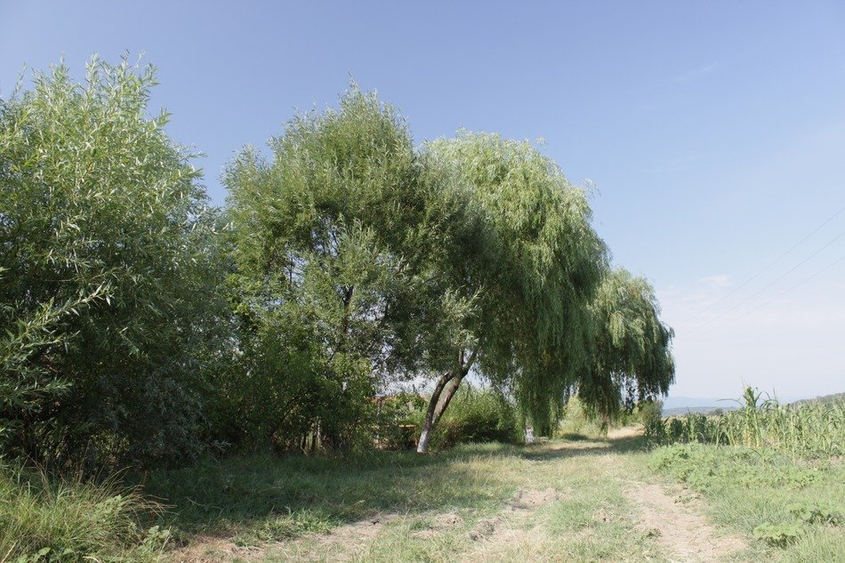 weeping willow over the road