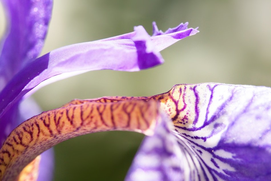 close-up of iris petal