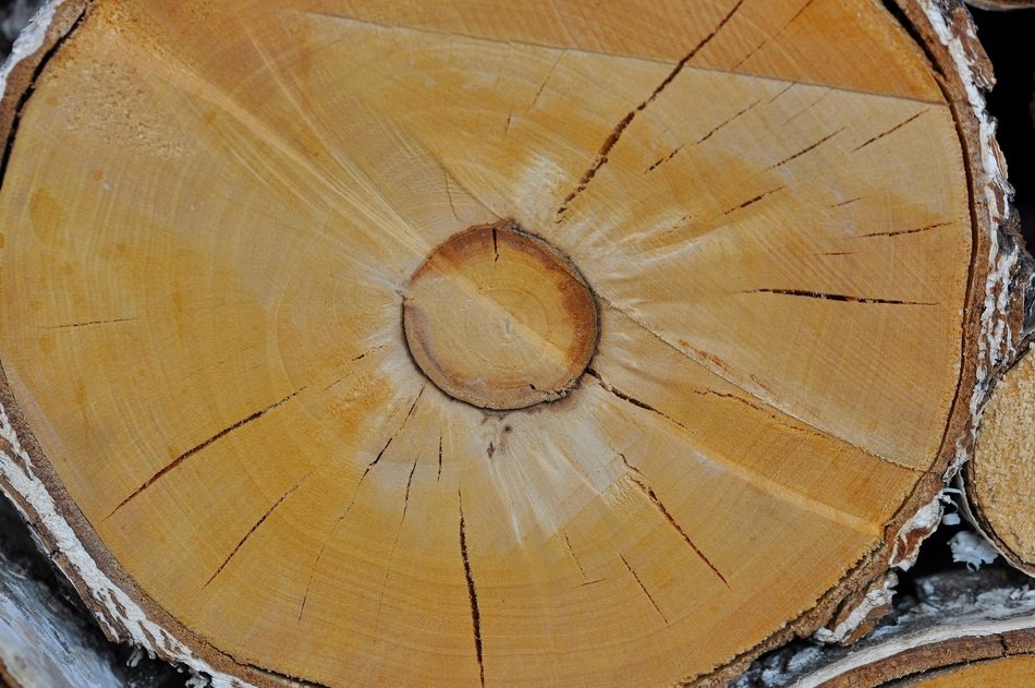cut birch trunk on the sawmill
