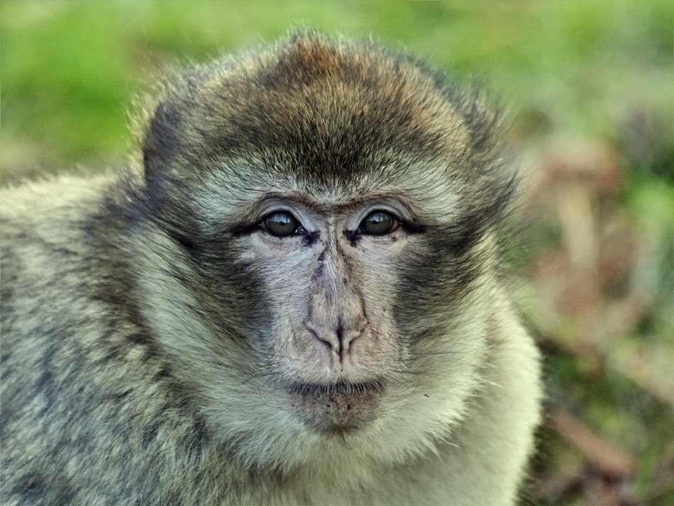 monkey portrait in Asia