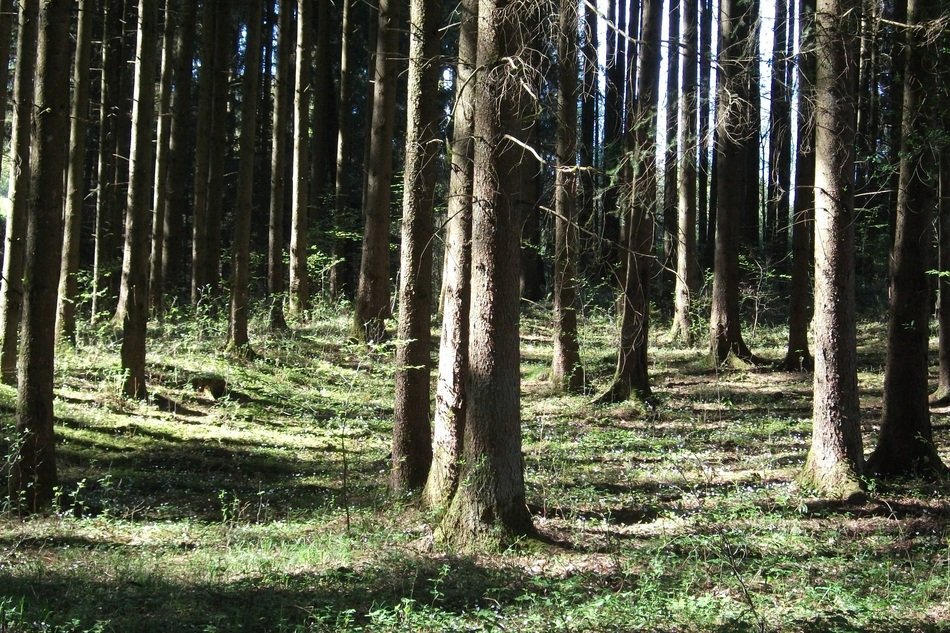 Beautiful forest with trees among the green grass