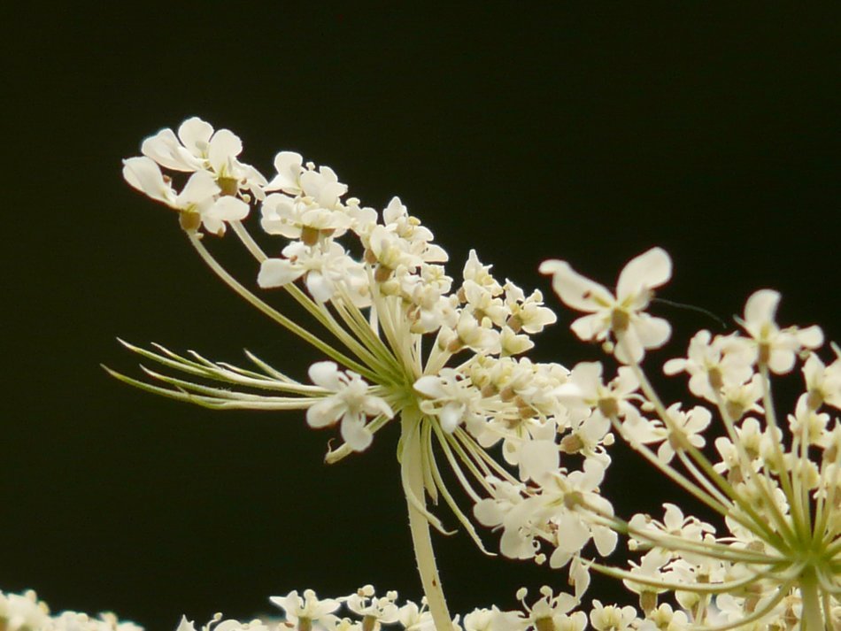 blooming wild carrot