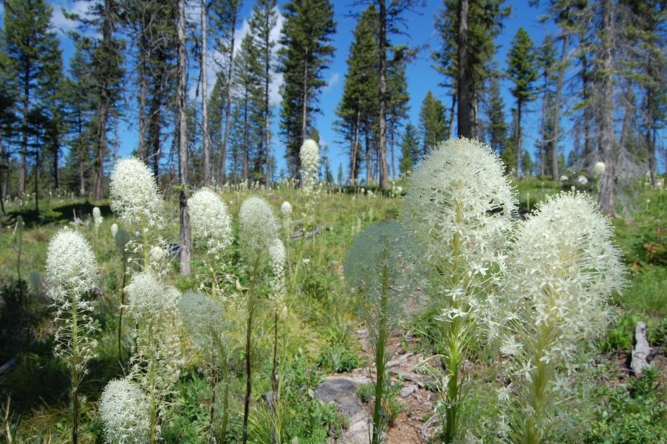 bear grass in a beautiful forest close-up