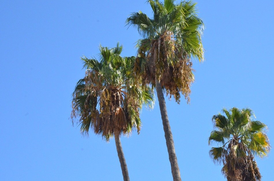 dry leaves on top of a palm tree