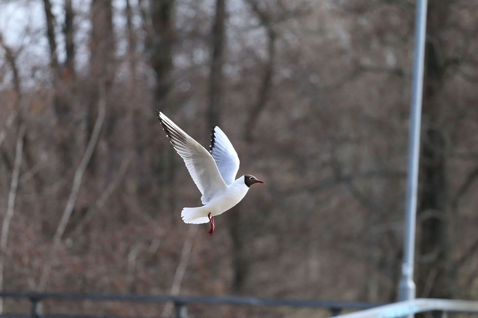 seagull in flight on a background of trees
