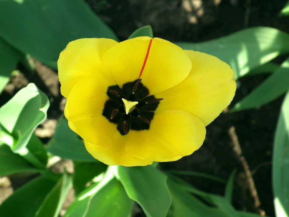 beautiful garden flower shot