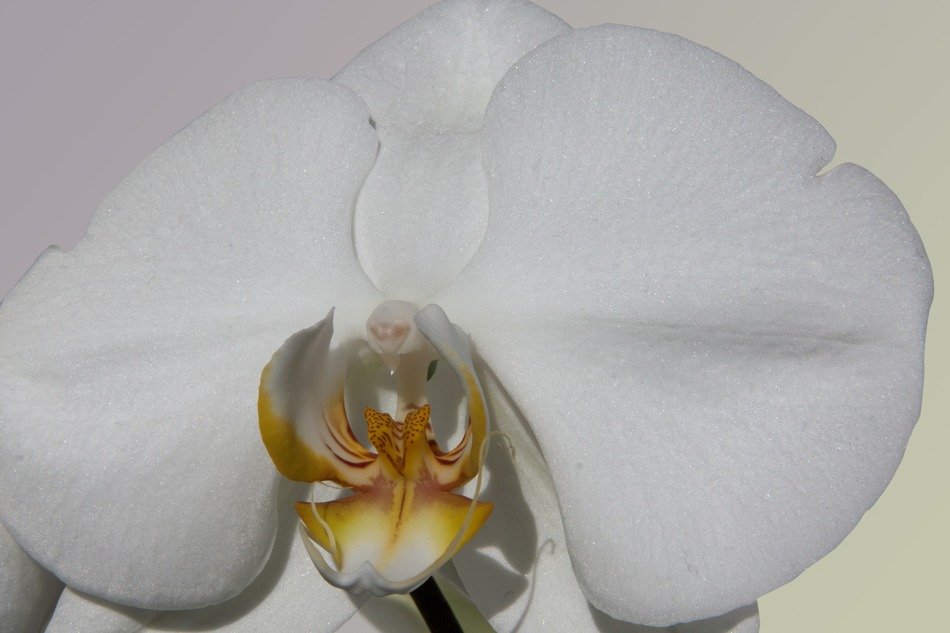 Photo of white orchids on a light background