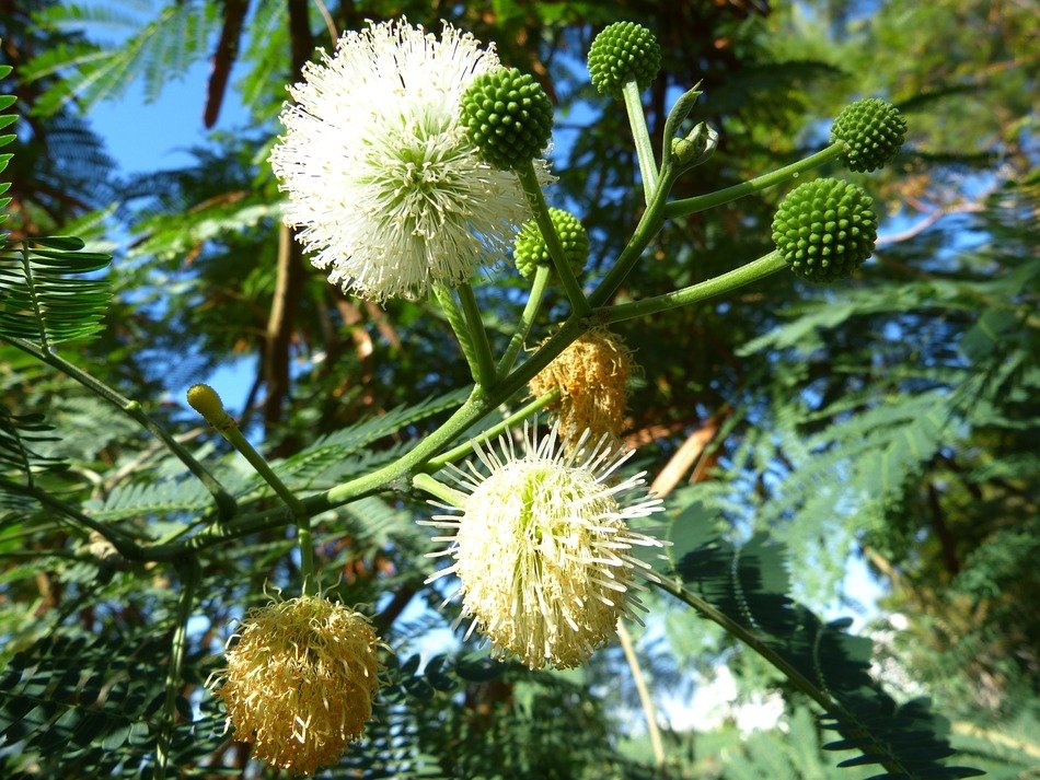 different spherical mimosa on a branch