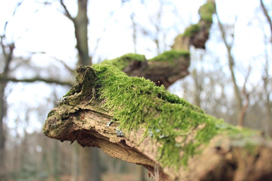 Green moss on the tree in the forest