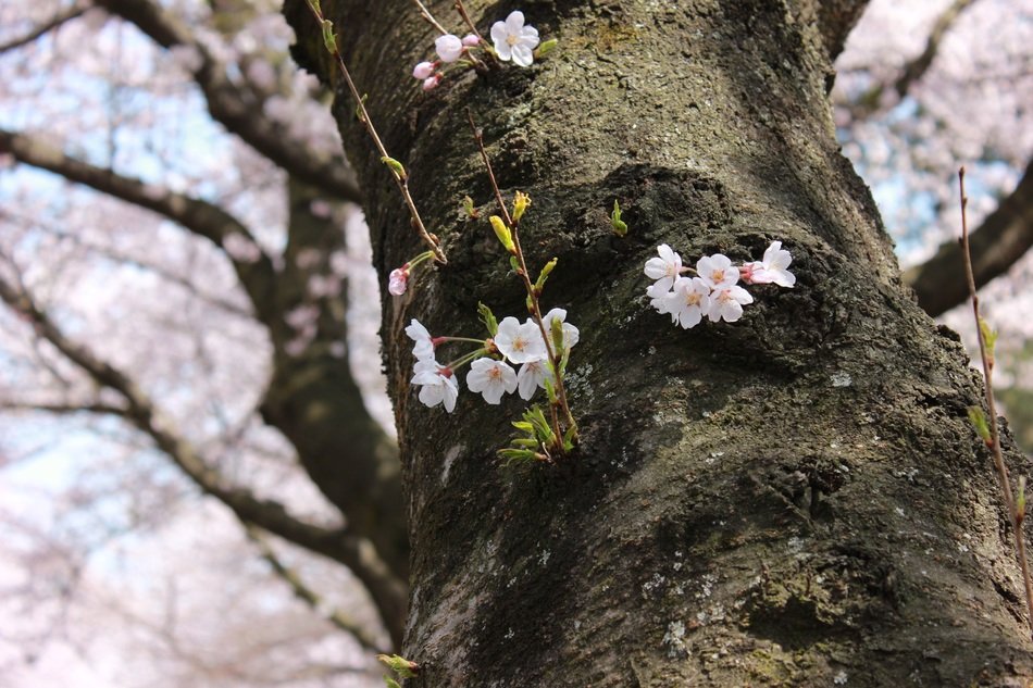 cherry blossom on the Jeju Island