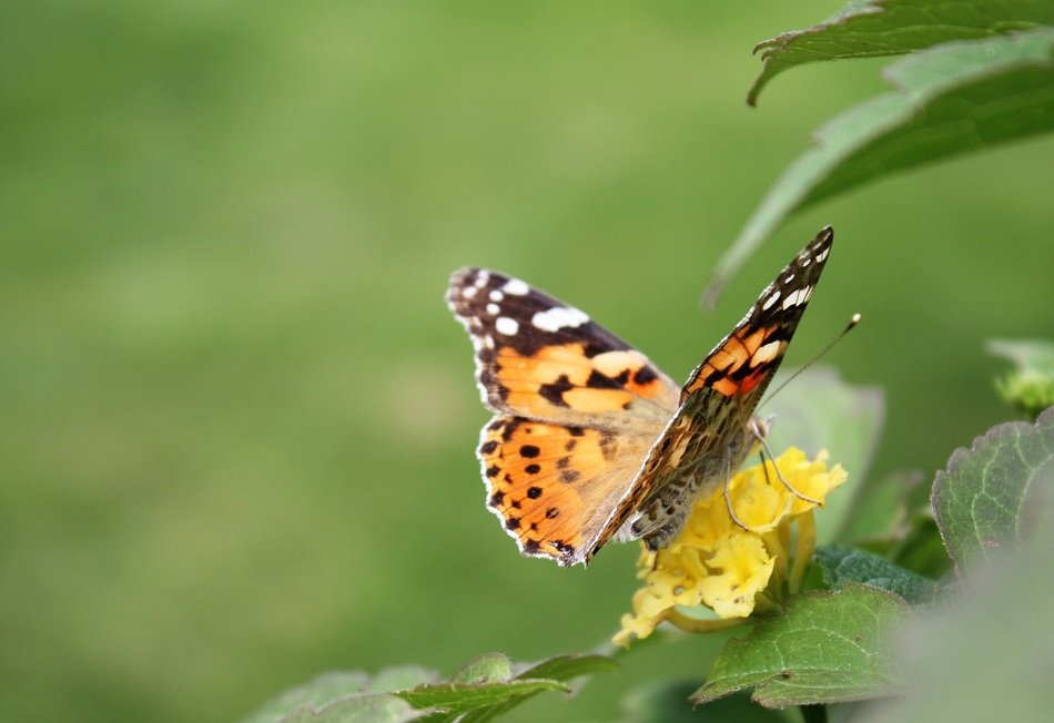 butterfly sits on a plant with a yellow flower