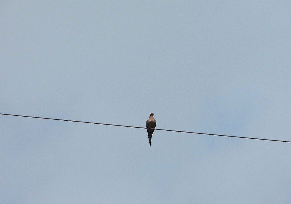pigeon on the wire in the air