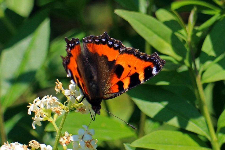 Butterfly little fox in nature