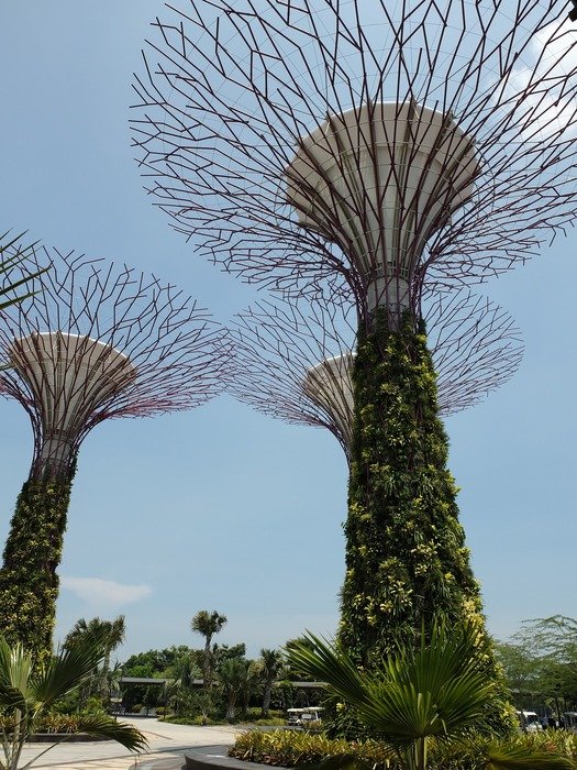 big trees in the garden