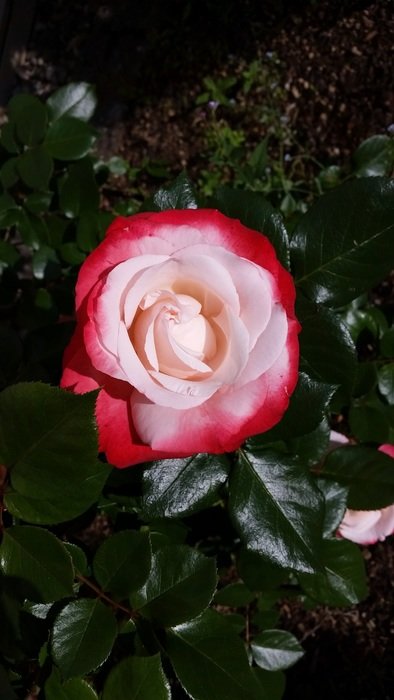 pink and red rose with deep green leaves