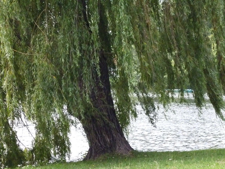 osier tree