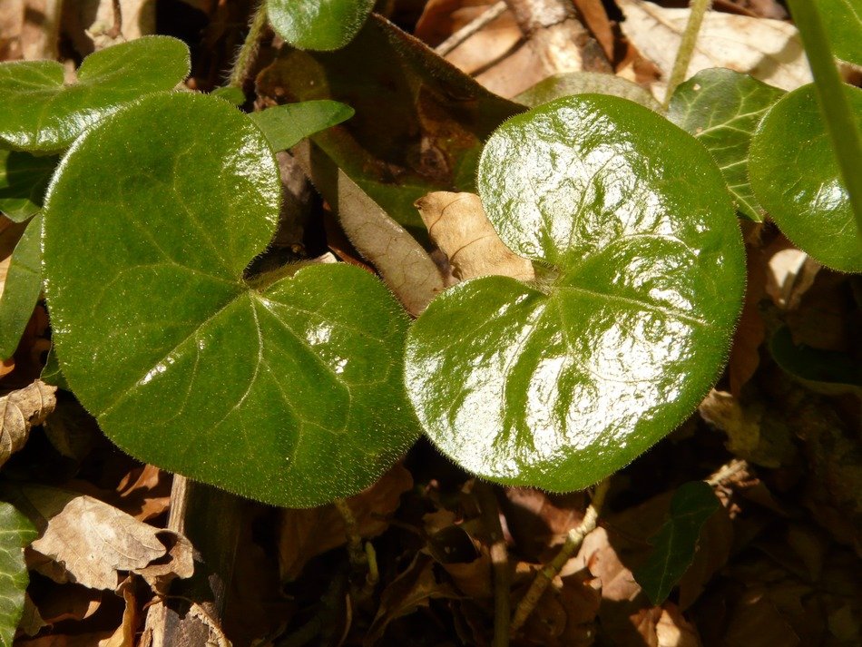asarum europaeum among the dry leaves